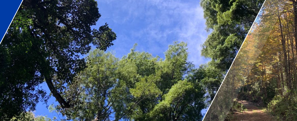 seminario_bosques